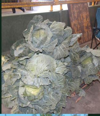 Cabbage Crops